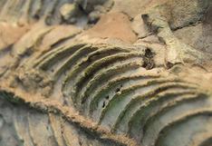 Hallazgo de nuevos fósiles arroja luz sobre primeros tetrápodos 