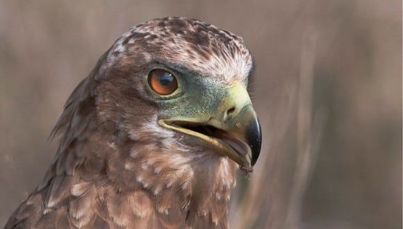 El video del águila logró cosechar en poco tiempo miles de reproducciones. (Foto referencial - Pexels)