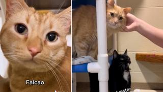El refugio de animales que logró que casi todos sus gatos sean adoptados gracias a un video viral