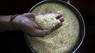 Genética: se abren puertas a revolución en cultivo del arroz