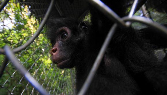 Fauna Silvestre (El Comercio/Óscar Paz Campuzano)