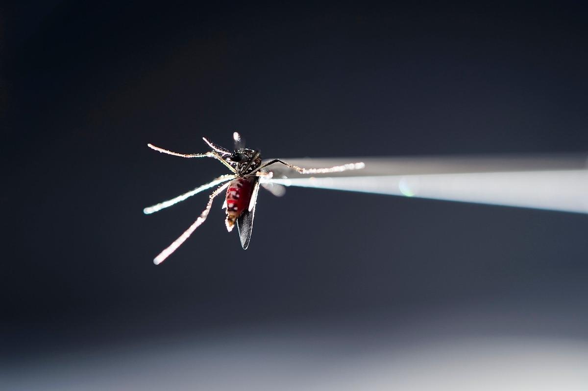 Aedes aegypti, es el nombre científico del mosquito causante del dengue. De acuerdo a cifras de la Organización Panamericana de la Salud, en el 2019 se registraron 3′139.335 de casos de dengue en Latinoamérica y 1.538 decesos a causa de la enfermedad. (AP)
