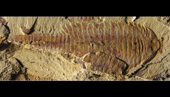Hallan fósil similar a un camarón de hace 520 millones de años