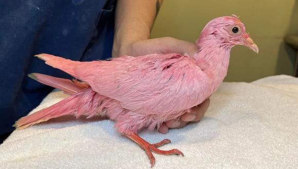 Muere 'Flamingo', la paloma rosa encontrada en Manhattan, Estados Unidos. (Foto: Wild Bird Fund / Facebook)