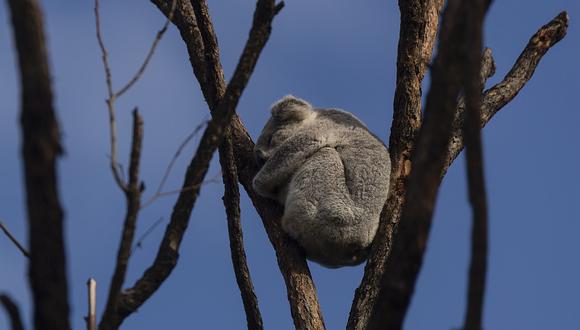 Facebook Viral | El impresionante rescate de koalas tras incendios forestales en Australia (Photo: Brook Mitchell)