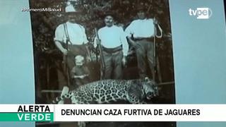 La caza furtiva de jaguares aumenta en Centroamérica y Sudamérica