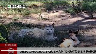 Chiclayo: desconocidos echan gasolina y queman a 15 gatos en un parque | VIDEO
