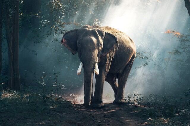 Un ágil elefante fue captado haciendo un enorme esfuerzo para sortear un obstáculo que le impedía saciar su antojo de fruta. (Foto: Pixabay/Referencial)