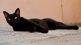 Gato tuvo esta reacción luego que un mapache se sentara encima de él