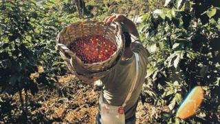 Minagri a Agrobanco: "No tenemos dinero para comprar deuda de cafetaleros"