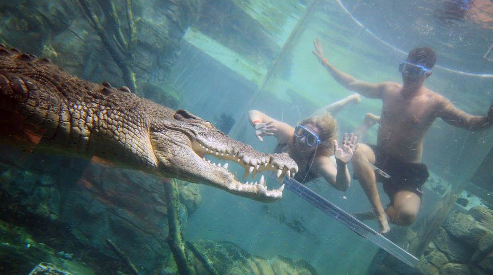 El parque en Australia donde podrás nadar con cocodrilos | VAMOS | EL  COMERCIO PERÚ