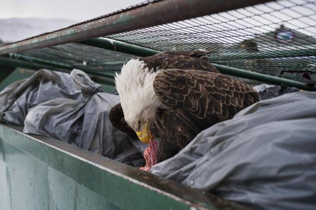 La imagen muestra a un águila calva, el animal insignia de EE.UU., deleitándose con restos de carne en un contenedor de basura de un supermercado estadounidense.
(Foto: Corey Arnold)