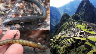 Descubren dos nuevas especies de lagartija en el Santuario histórico de Machu Picchu