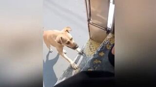 Perro sin hogar se "enamora" de alguien que le hizo cariño y lo persigue hasta el cansancio