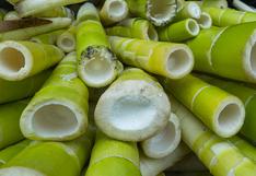¿Bambú, el alimento sostenible del futuro? Expertos chinos destacan su potencial