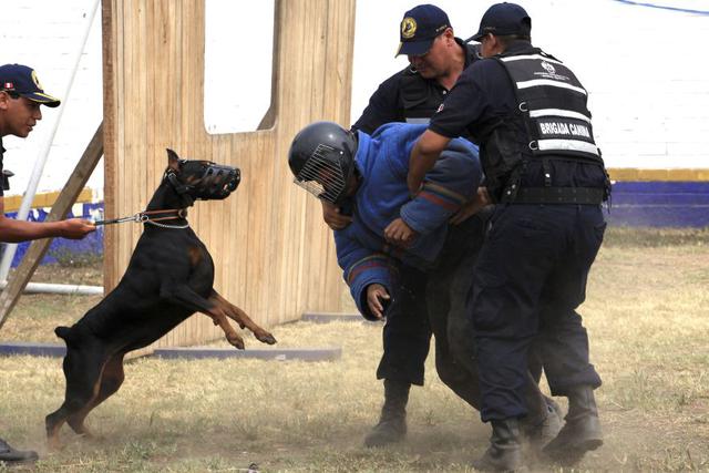 Conoce a la brigada canina del serenazgo de Lima [FOTOS] - 1