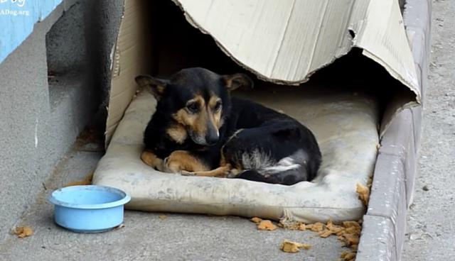 Se viralizó en Facebook el rescate de Buzu, un perro que vivió en completo abandono poco más de un año. (Foto: Captura)