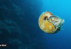 Reaparece el nautilus Allonautilus scrobiculatus después de 30 años