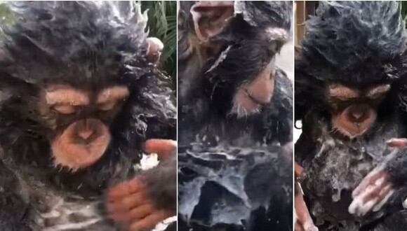 El primate bebé se ha robado la atención de todos. El video fue difundido a través de YouTube y ya se hizo viral. (Foto: captura de video)