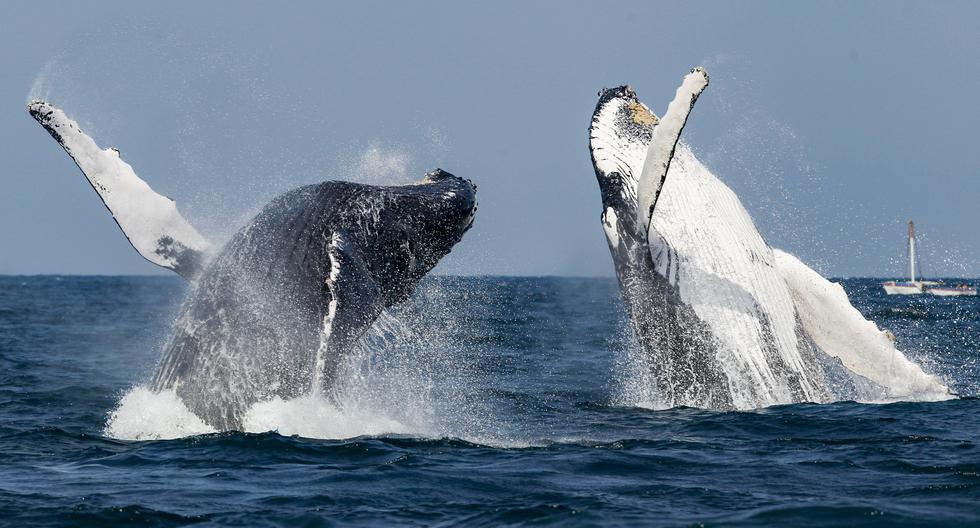 Entre 5 mil y 7 mil ejemplares de ballenas jorobadas recorren 6 mil km desde el Estrecho de Magallanes para llegar a nuestra costa. (El Comercio)