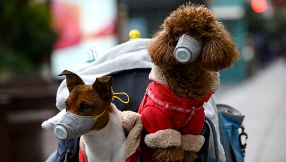 ¿Cómo hacer más fácil una cuarentena para tu perro? (Foto: FOX59)