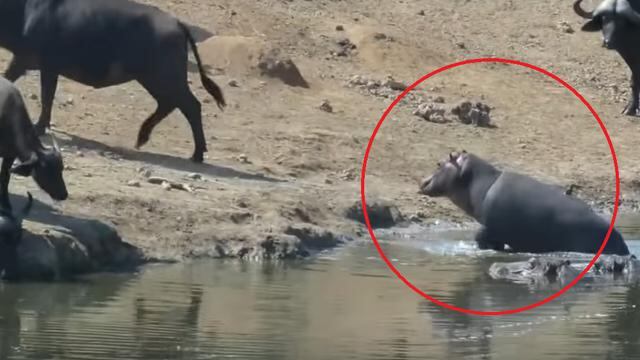 Pequeño mamífero asustó a una manada de búfalos por beber en su abrevadero. Imágenes se volvieron tendencia en YouTube.