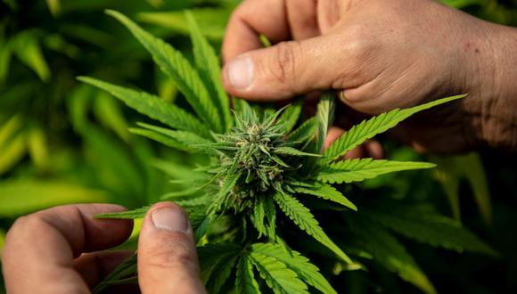 Plantas de cannabis en la finca de producción de la Asociación de Investigación y Apoyo al Paciente de Cannabis Medicinal (APEPI) en Paty dos Alferes, estado de Río de Janeiro, Brasil, el 9 de septiembre de 2021. (MAURO PIMENTEL / AFP).