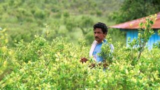 Los cultivos de coca ganan terreno como nunca antes en Colombia