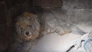 YouTube: Pareja encuentra a perro sobreviviente tras los devastadores incendios en Grecia [VIDEO]