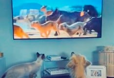 Un perro y un gato observan juntos “El Rey León” y protagonizan tierno video viral de TikTok