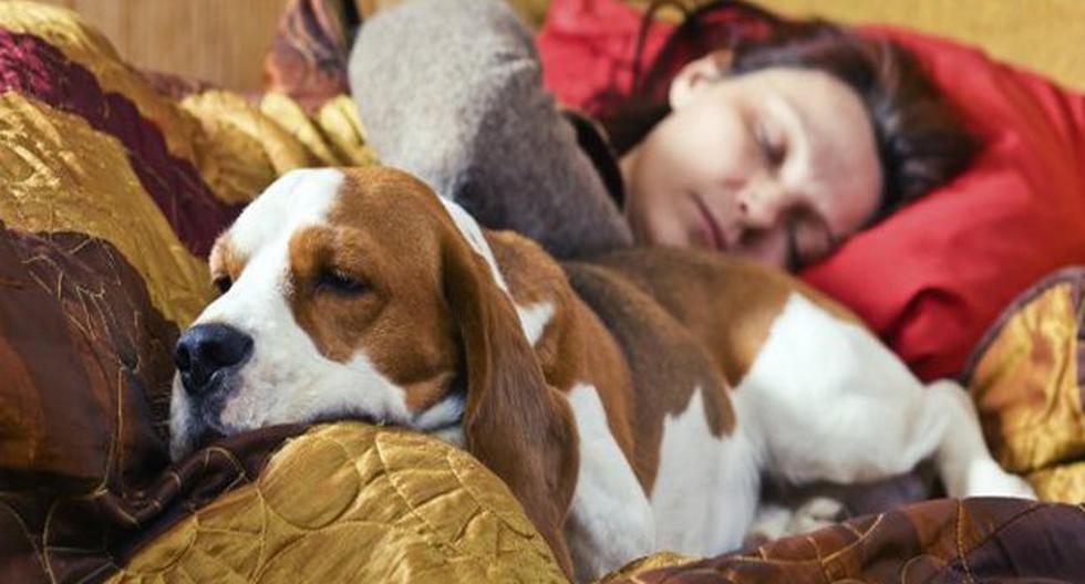 Dormir con nuestras mascotas no hace estrechar lazos. (Foto: I Mujer)