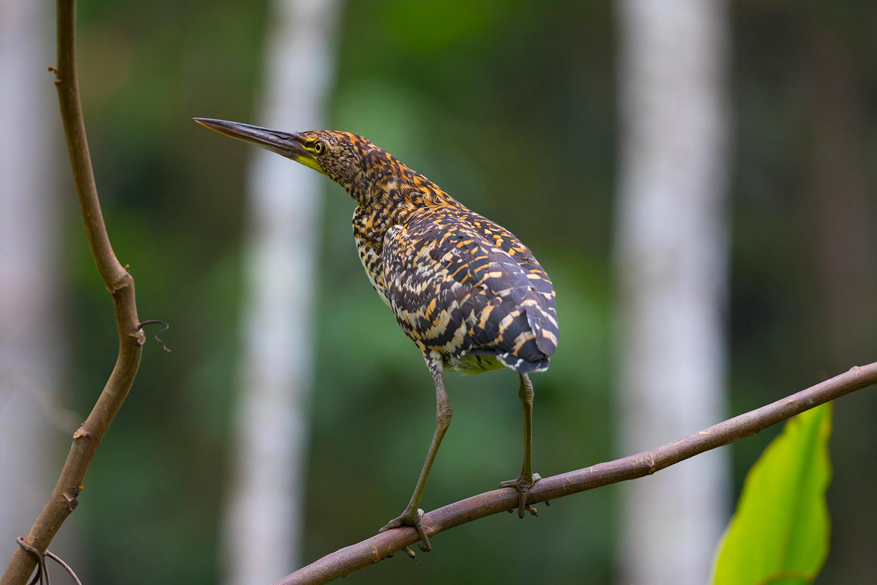 Garza tigre colorada (‘Tigrisoma lineatum’): muchas veces el nombre de las aves puede describirlas por completo, como es el caso de esta garza que se encuentra en su fase de juvenil. Lago Sandoval, Madre de Dios. (Jeremy Cornejo)