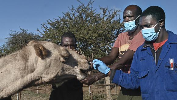 Sospeter Wambugu (R), un tecnólogo veterinario, administra un hisopo nasal a una camello mientras es sujetada por los cuidadores de ganado residentes, en el rancho del Instituto Internacional de Investigación Ganadera (ILRI). (Foto: TONY KARUMBA / AFP)