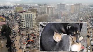 La conmovedora imagen de un gato y un perro abrazados tras el terremoto en Turquía