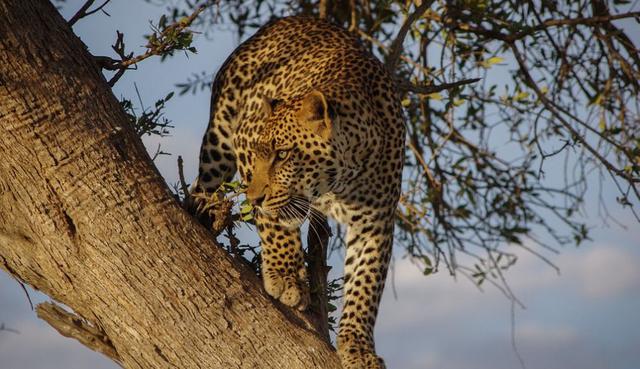 El leopardo fue muy rápido a la hora de atacar al venado. (Pixabay / StockSnap)