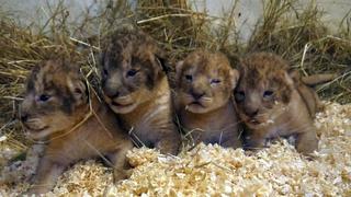 Suecia: Zoológico admite haber matado a 9 cachorros de león sanos