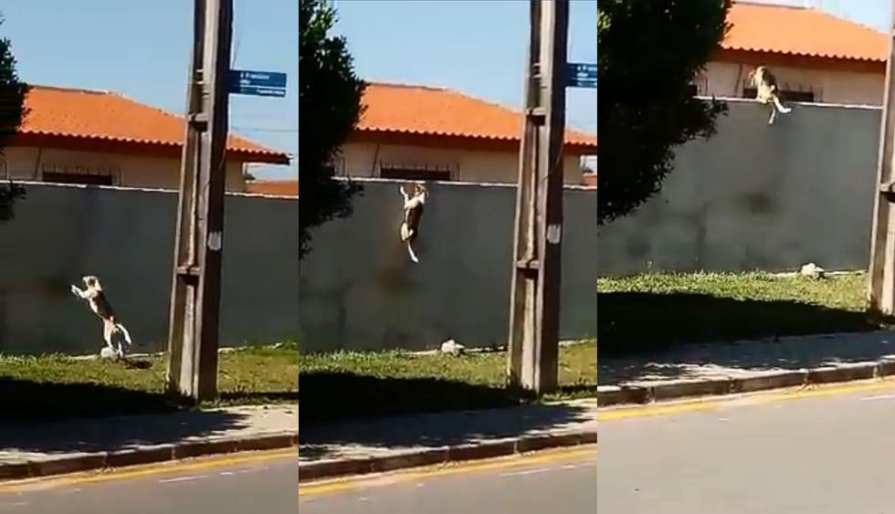 En México fue grabado en un video de Facebook un perro trepando el muro fronterizo para volver a su hogar. La escena se ha vuelto viral entre los usuarios. (Foto: Captura)