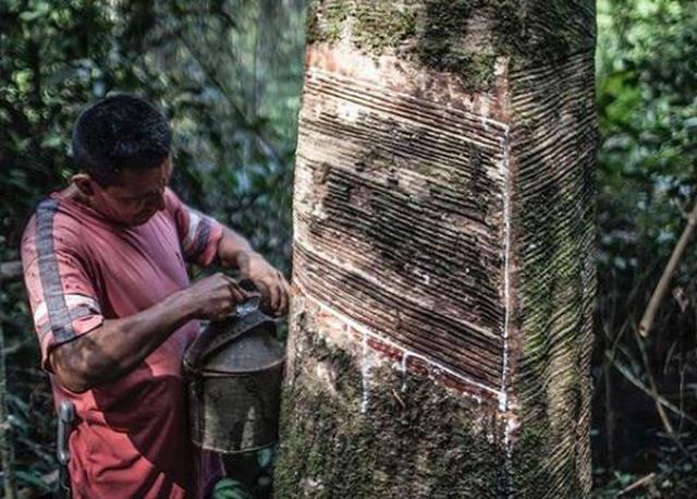 El proceso inicia en la corteza del árbol, sobre el cual se realizan aproximadamente 120 incisiones que producen entre 200 y 500 mm de látex natural. (Foto: IG/ @mozhmozh_)