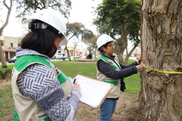 Municipalidad de Magdalena viene realizando un proceso de censo y clasificación de los árboles ubicados en todo el distrito. (Foto: Difusión)
