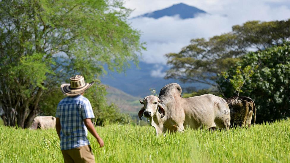 Colombia: Ganadería inteligente contra el cambio climático - 1