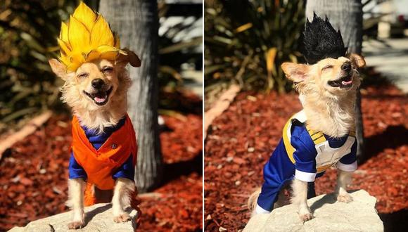 Las mejores fotos de 'Harley', el perro que cautiva con sus 'cosplays' de  Dragon Ball | VIRALES | MAG.