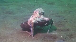 Pulpo “camina” sobre dos de sus tentáculos cargando un coco y abre el debate entre científicos