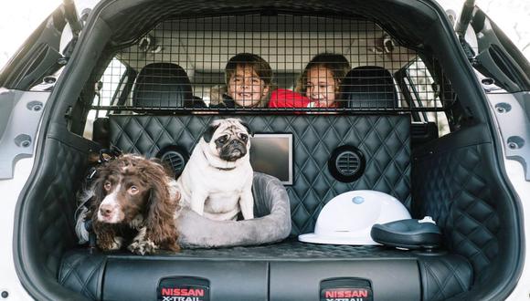 Los perros prefieren viajar en vehículos eléctricos para no sentirse enfermos: ¿por qué?