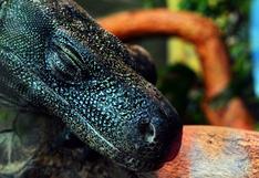 Niños salvan a dragón de Komodo del brutal ataque de pitón y desatan polémica