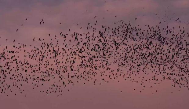 La Onu celebró una Convención sobre la conservación de las especies migratorias de animales silvestres en Filipinas. (Foto: caputura de YouTube)