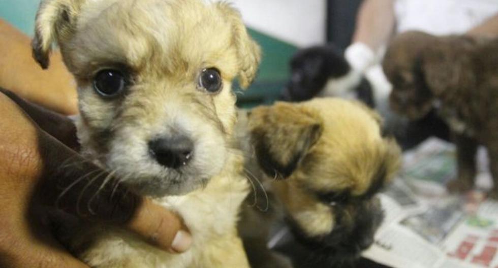 El Municipio de Lima rescató cachorros de diversas razas que eran comercializados en puntos del centro de Lima. (Foto: Andina)