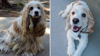 El antes y después de una perrita que fue abandonada a su suerte en un desierto