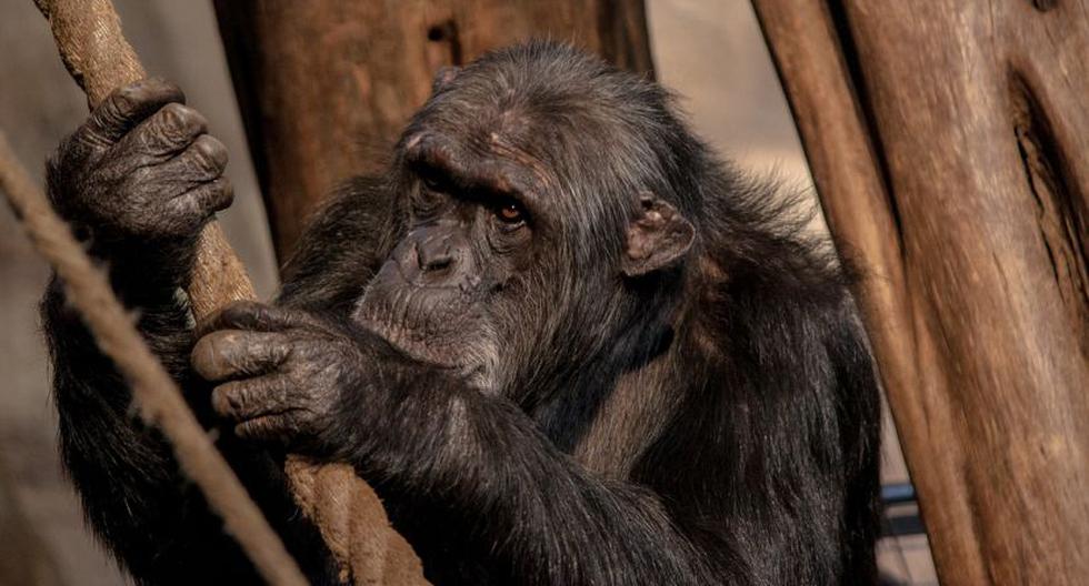 Monos distinguen raíces, sufijos e incluso pueden formar frases | LAPRENSA  