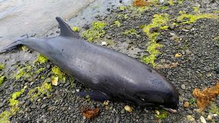 Desastre ecológico: hallan 18 delfines y marsopas muertos en Mauricio tras derrame de petróleo | FOTOS