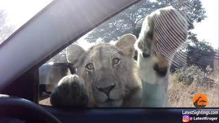 Turistas fueron asustados por un león muy 'sociable' | VIDEO
